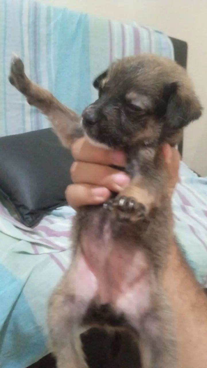 Doa se cachorrinhos macho e fêmeas 