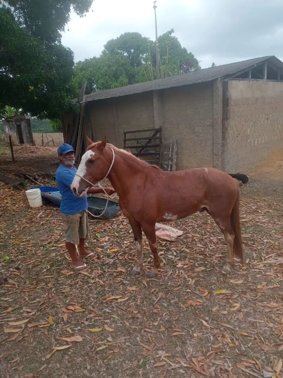 Cavalo meio sangue Mangalarga com Paint Horse