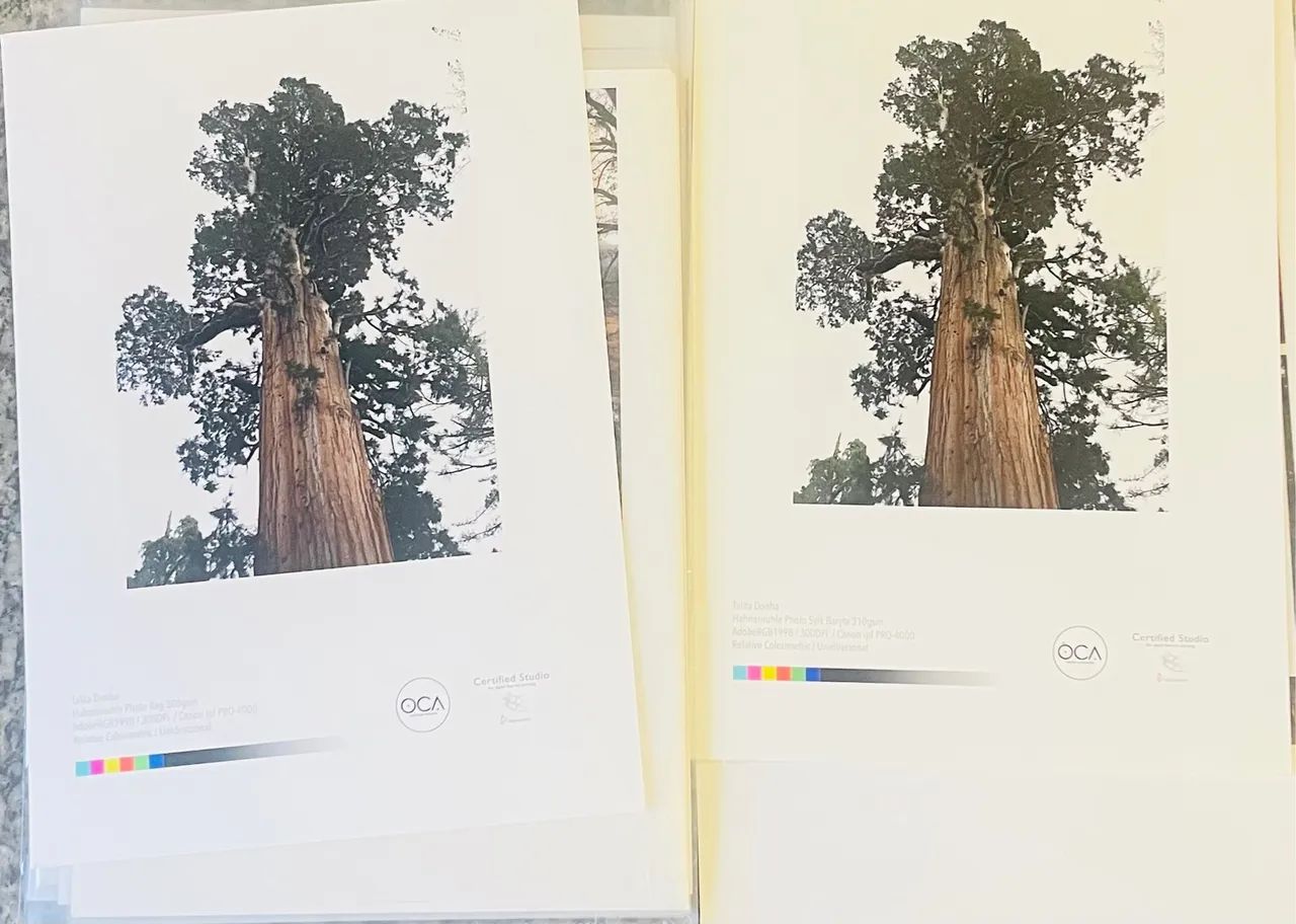 Quadro fotografico , nome : Entrelaçado . Sequoia. - Foto 6