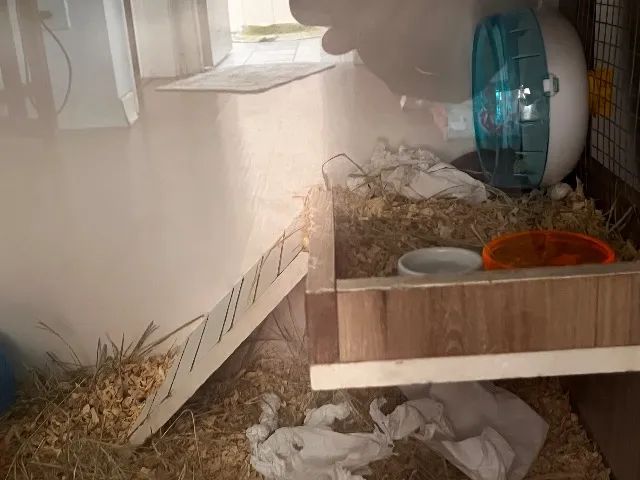 Terrareo para Roedores e afins - Foto 2