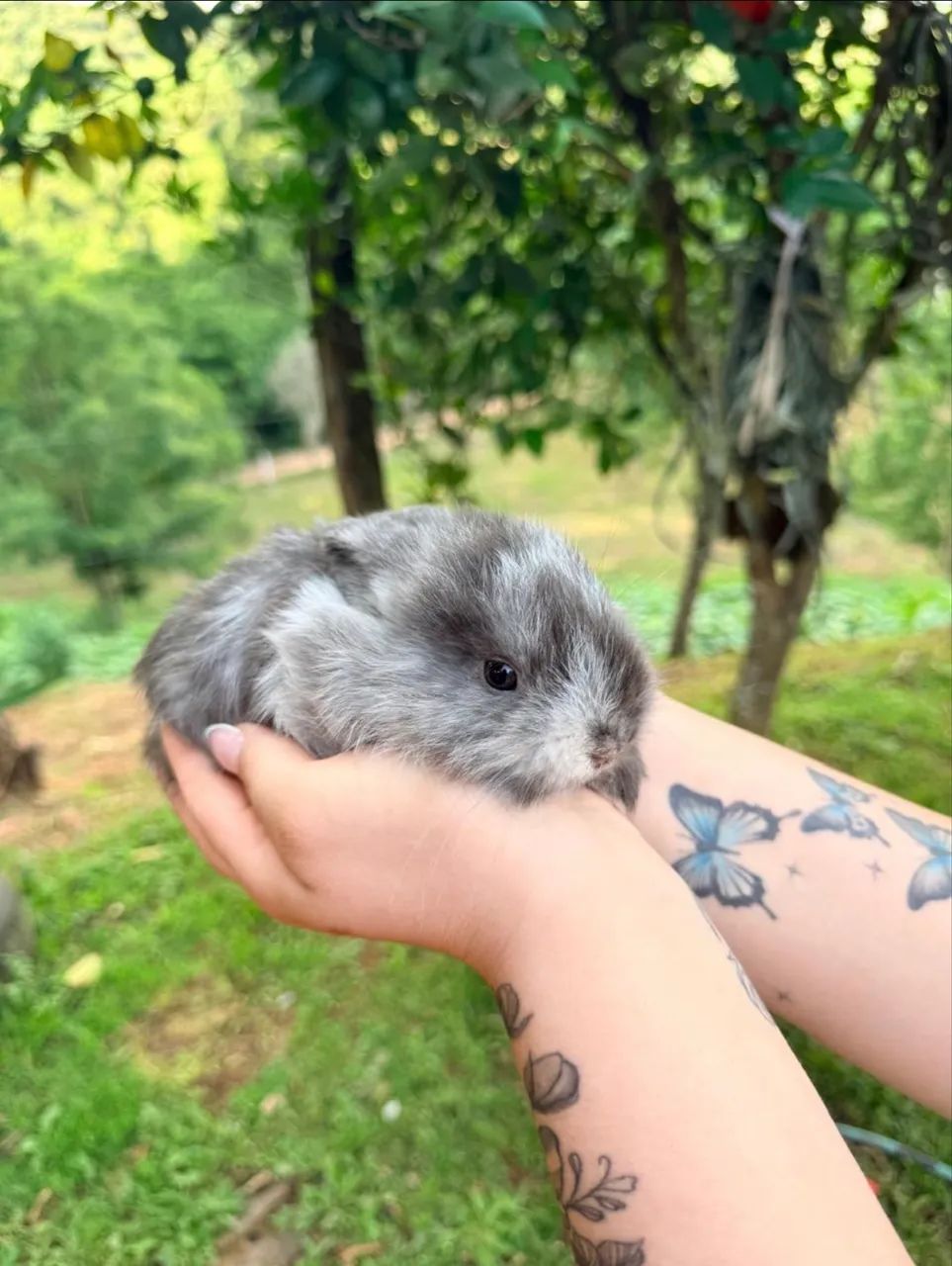 Vendo mini coelhos mini loop 