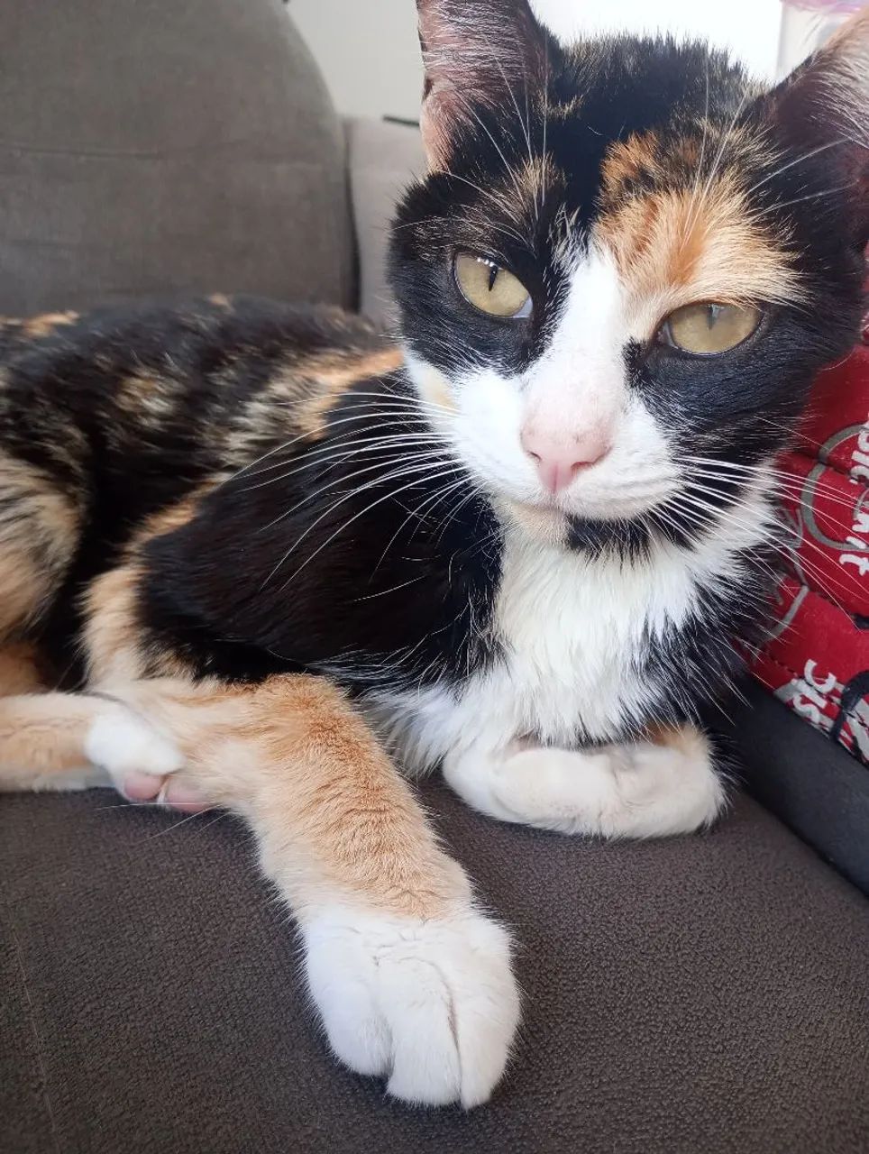 Gatinha Tricolor para Adoção 
