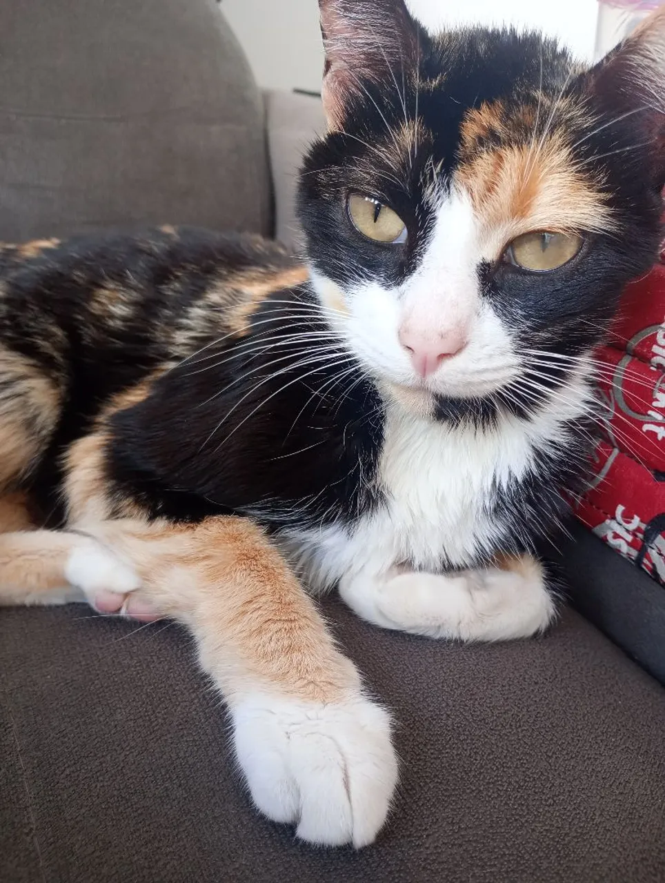 Gatinha Tricolor para Adoção