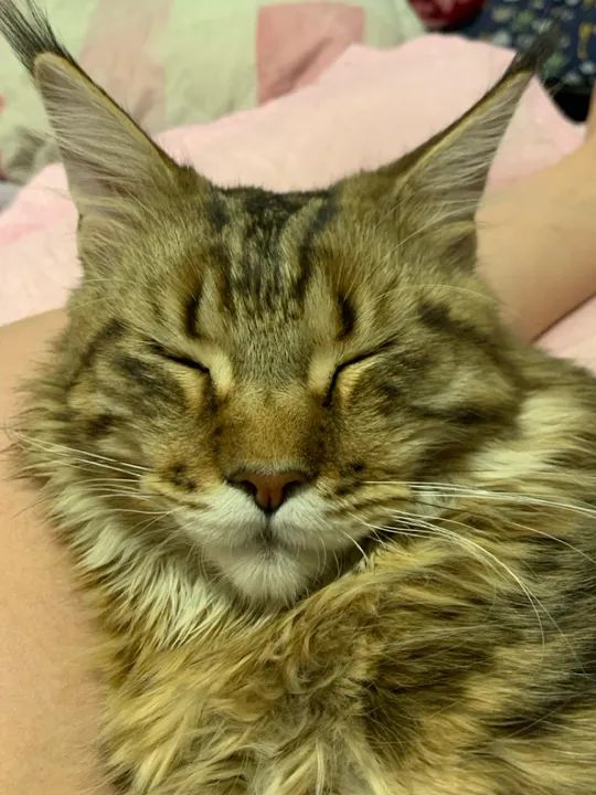 Filhote Maine Coon - Foto 3