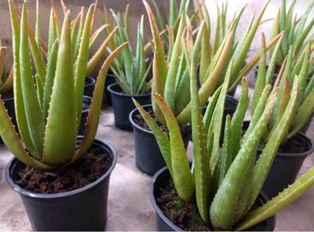 Aloe Vera