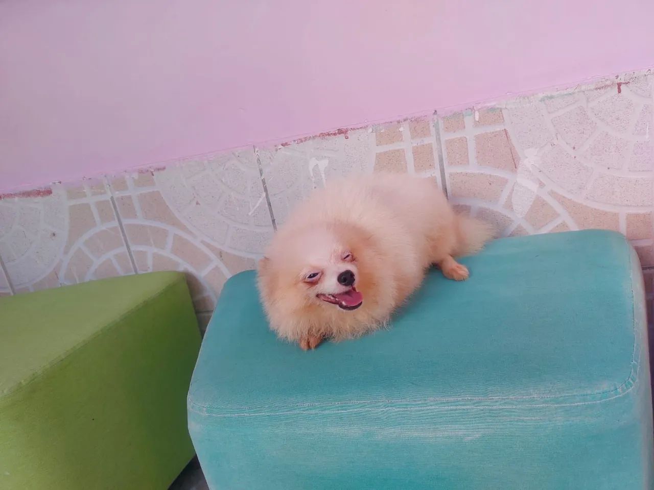 Filhote de Spitz Alemão
