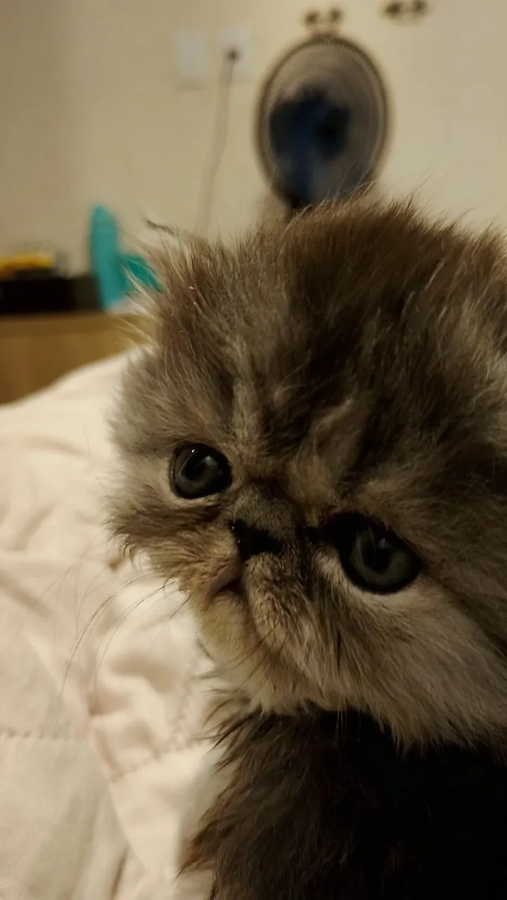 Filhotes de Gatos Persas