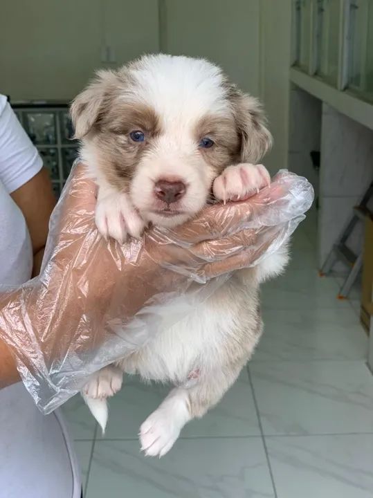 Filhotes super fofos - Seu Border Collie hoje!