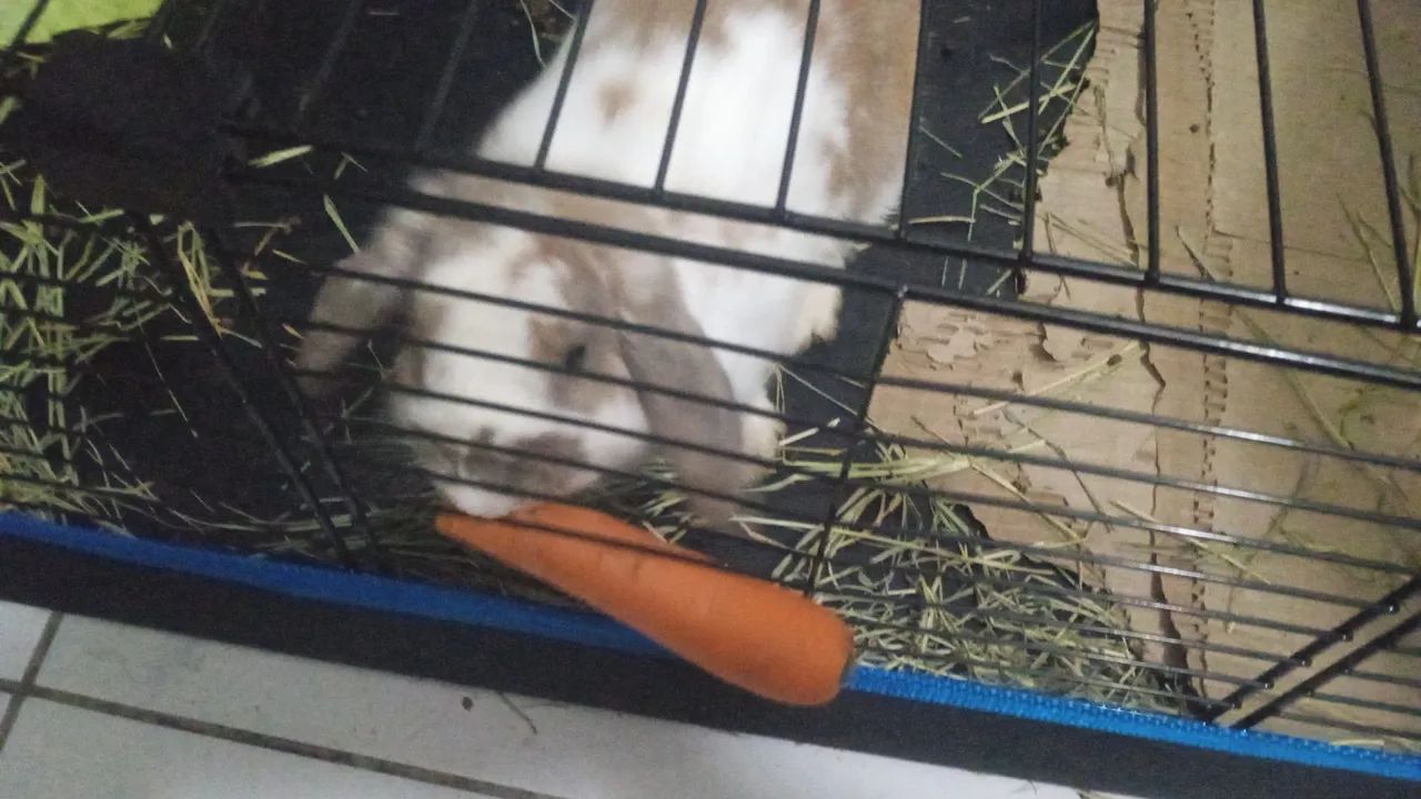 Coelho mini lop branco e marrom