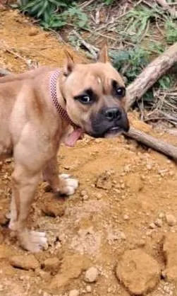 Cadela American bully