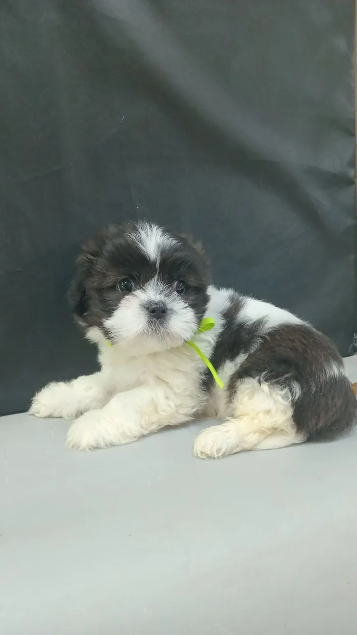 Lhasa apso macho