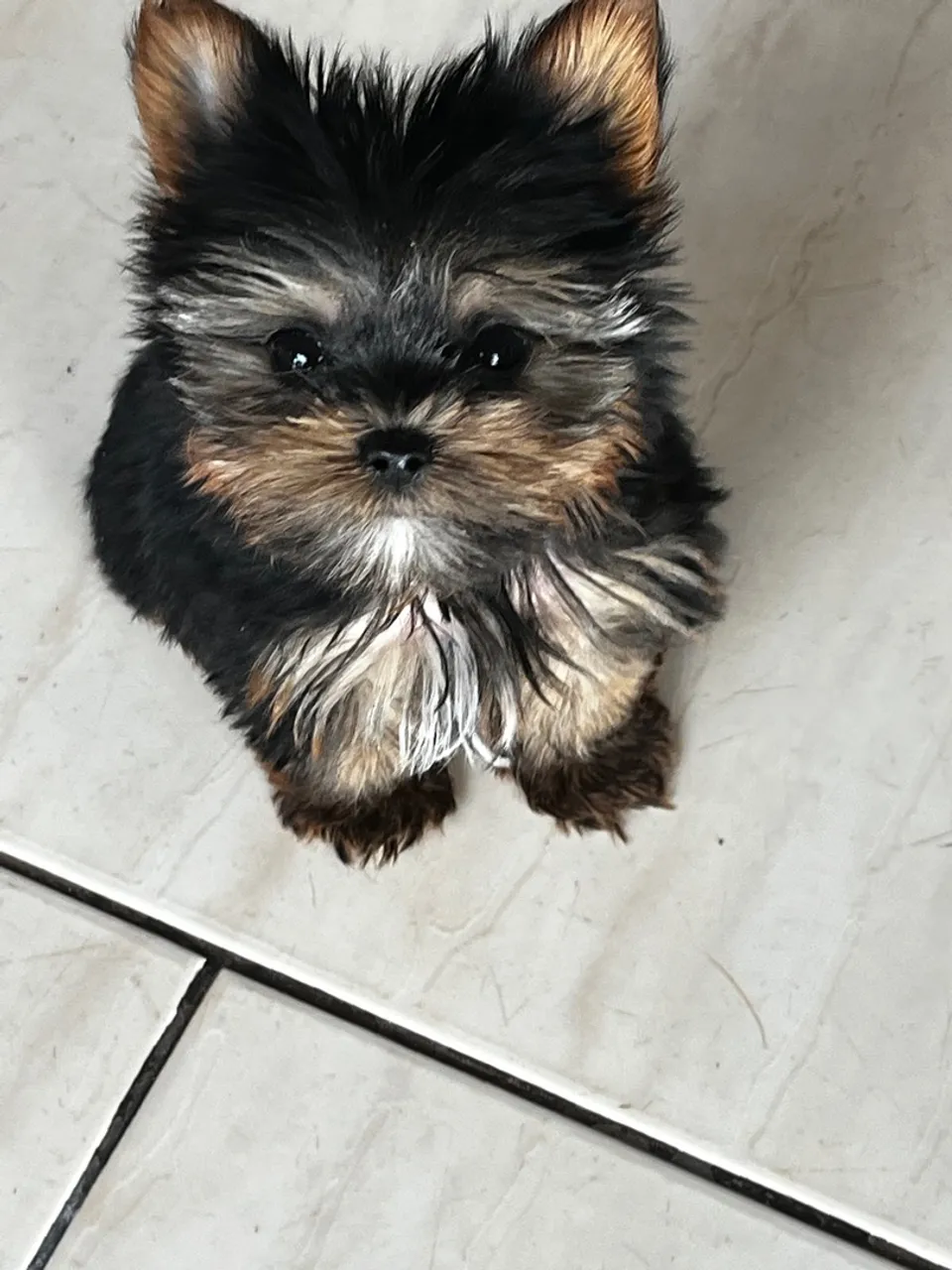 Filhote de Yorkshire Terrier mini mini