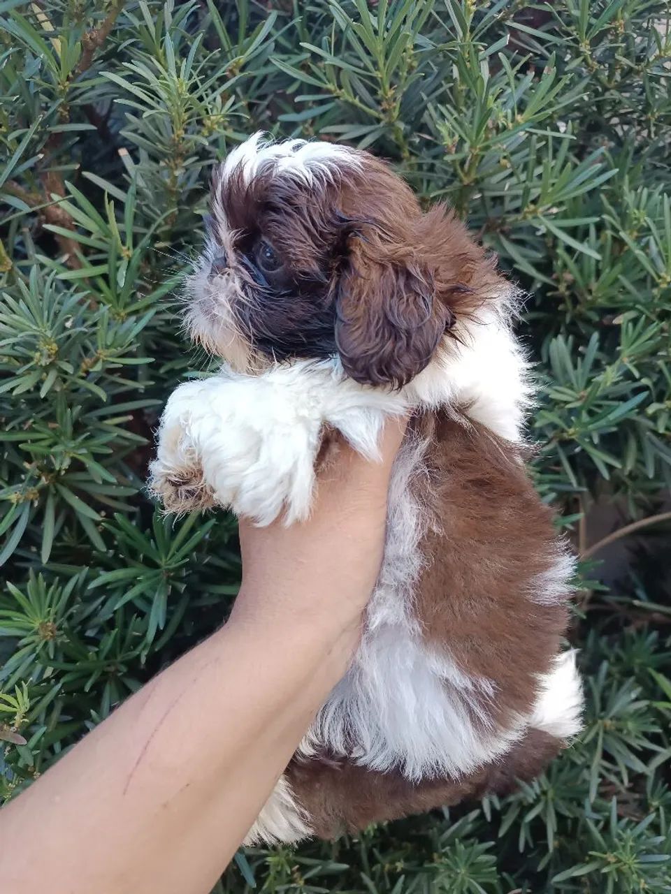 Filhote Shih Tzu  - Foto 3