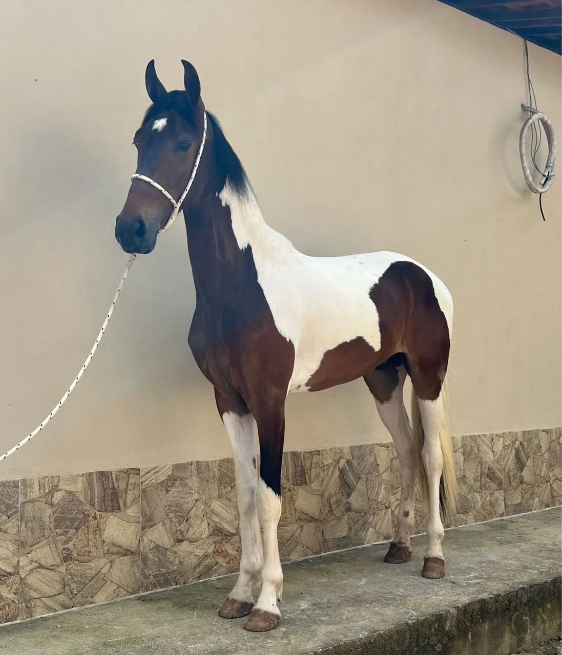 Cavalo PaMpa de Marcha picada potro lindo .. 