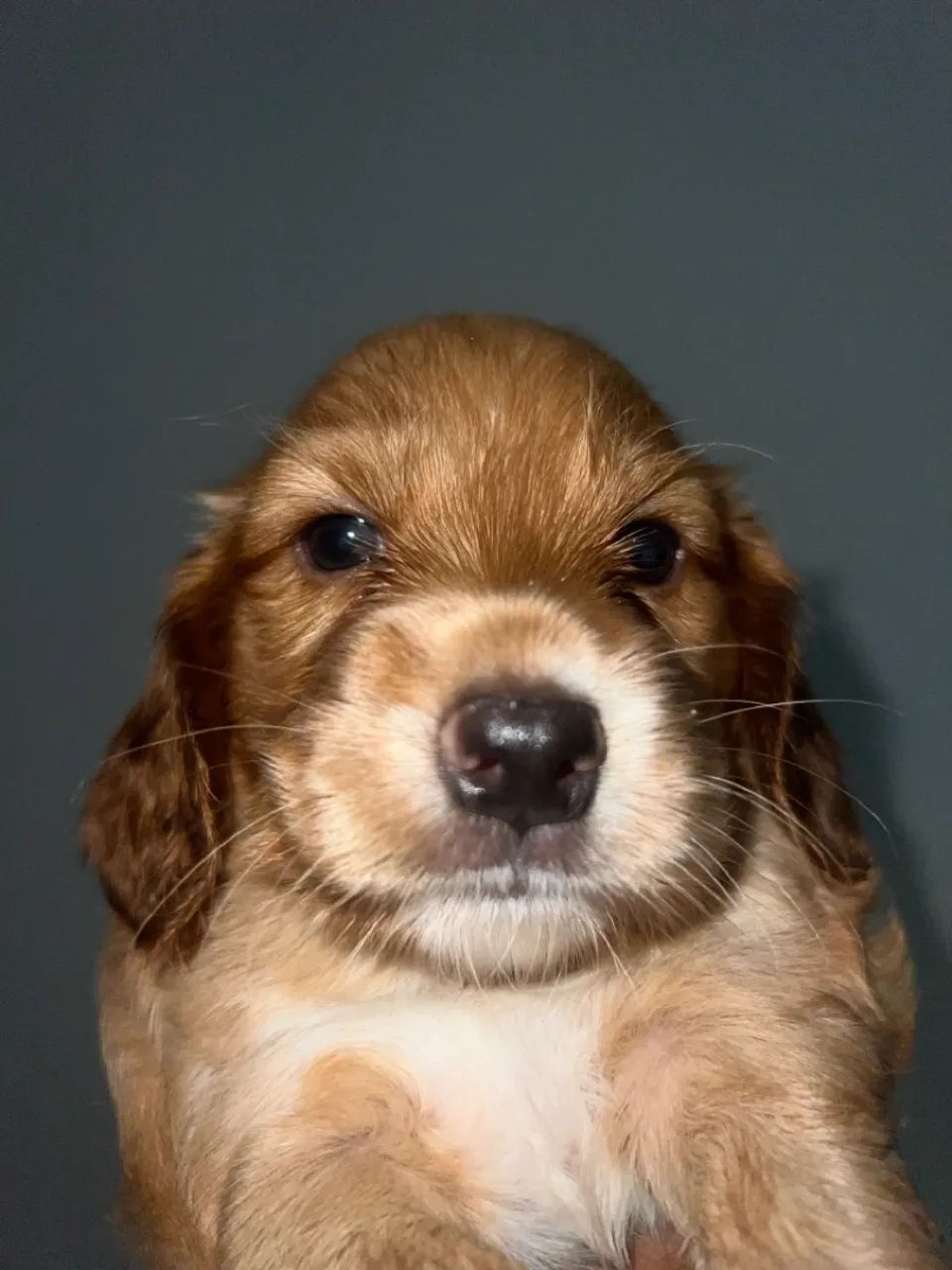 Filhote de Cocker Spaniel Inglês - Foto 5