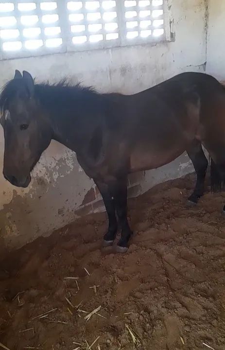 Vendo uma pônei  - Foto 3