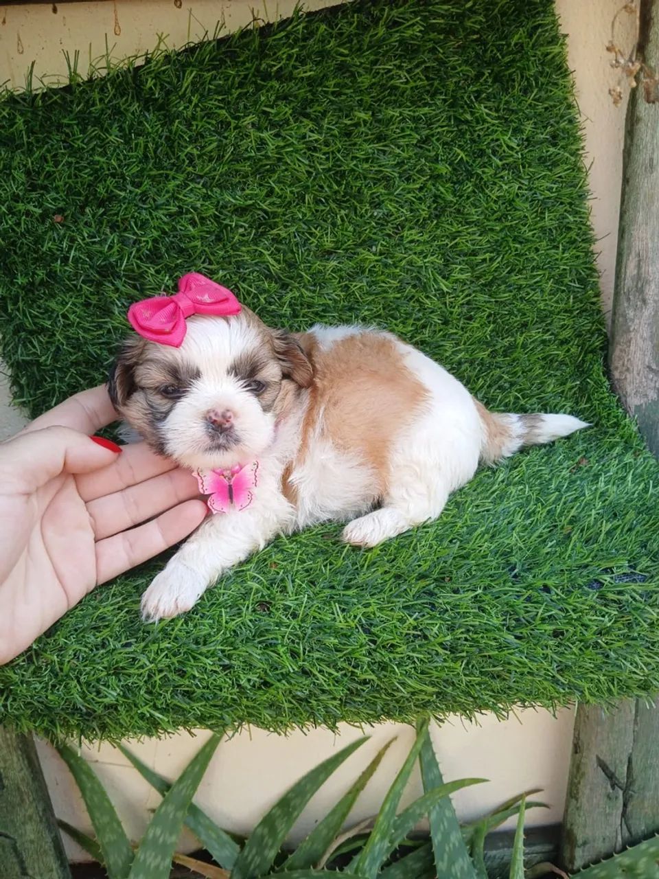 Shitzu femea mini  - Foto 4