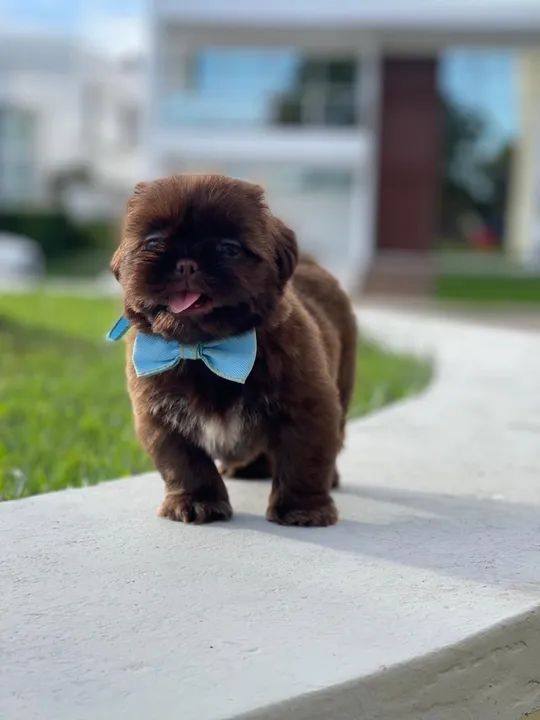Filhote de shih tzu linhagem canadense macho.  - Foto 3