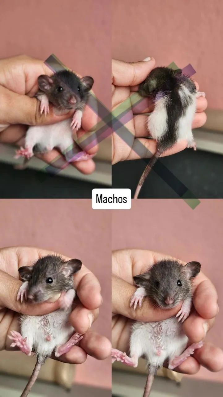 Ratinhos fêmeas e machos  - Foto 2