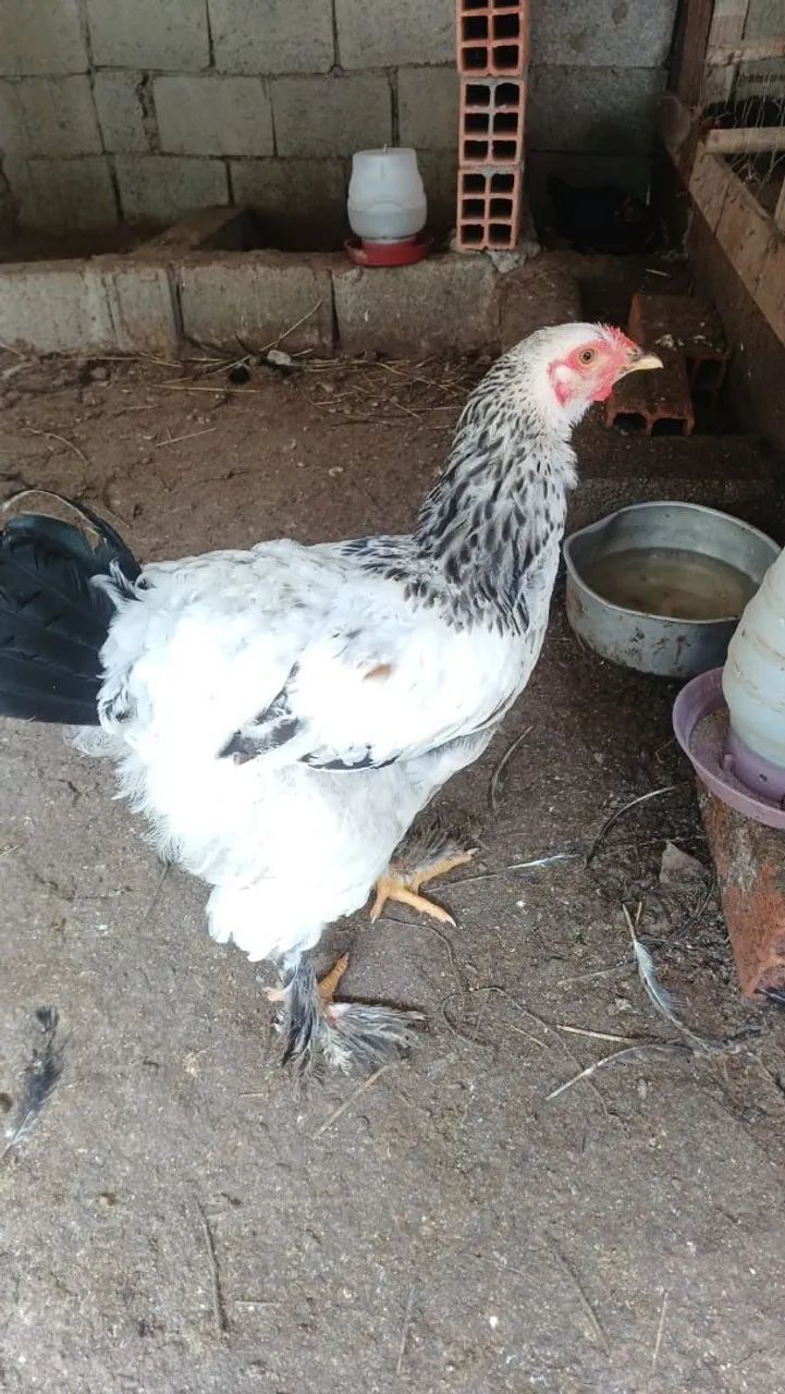 Galinha Brahma white