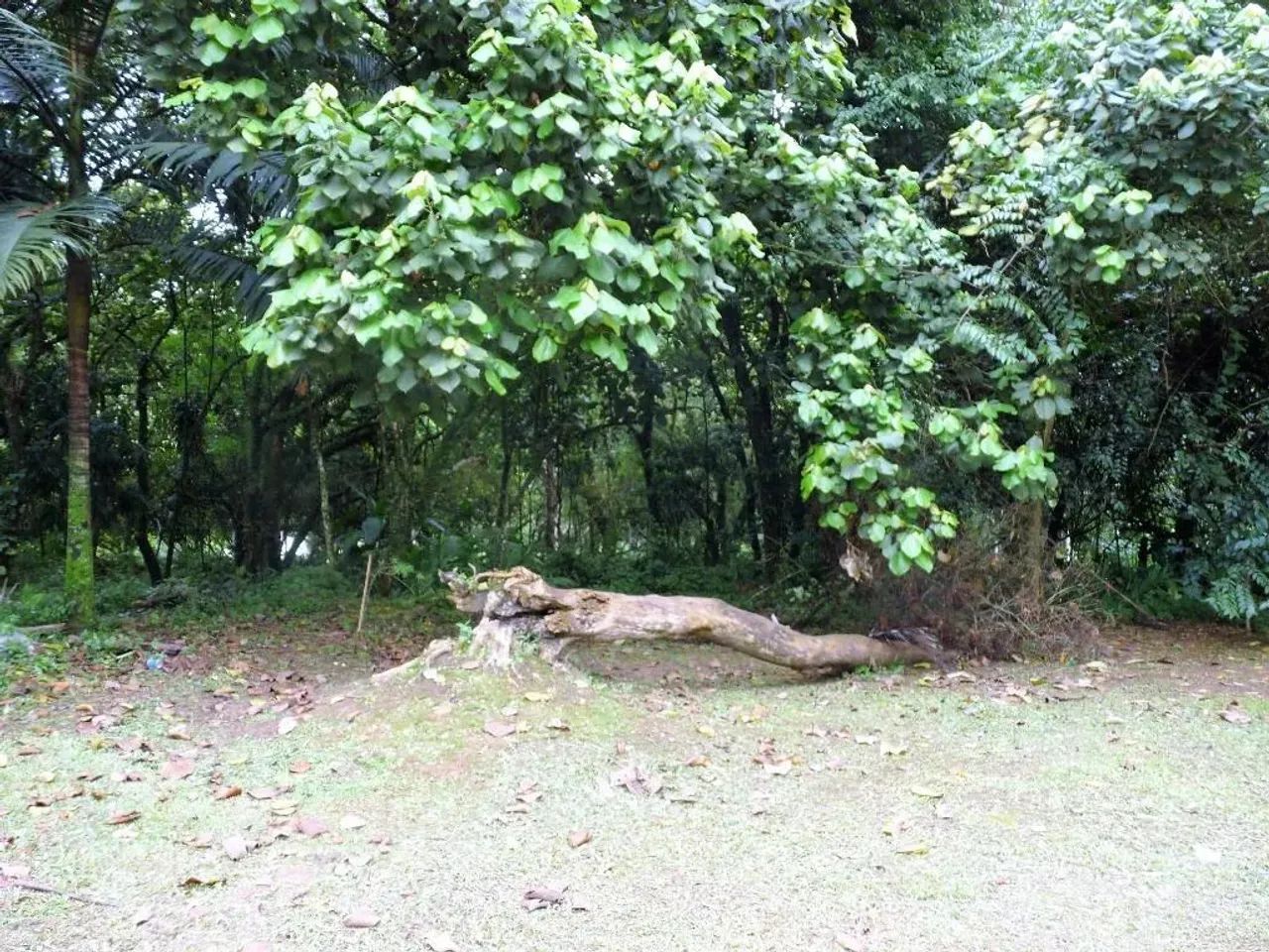 Granja Viana, Gramado, Cotia.