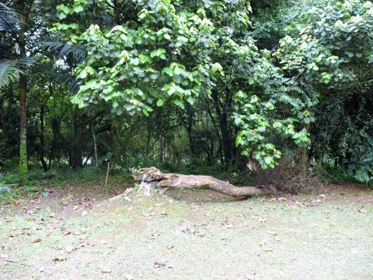 Granja Viana, Gramado, Cotia.