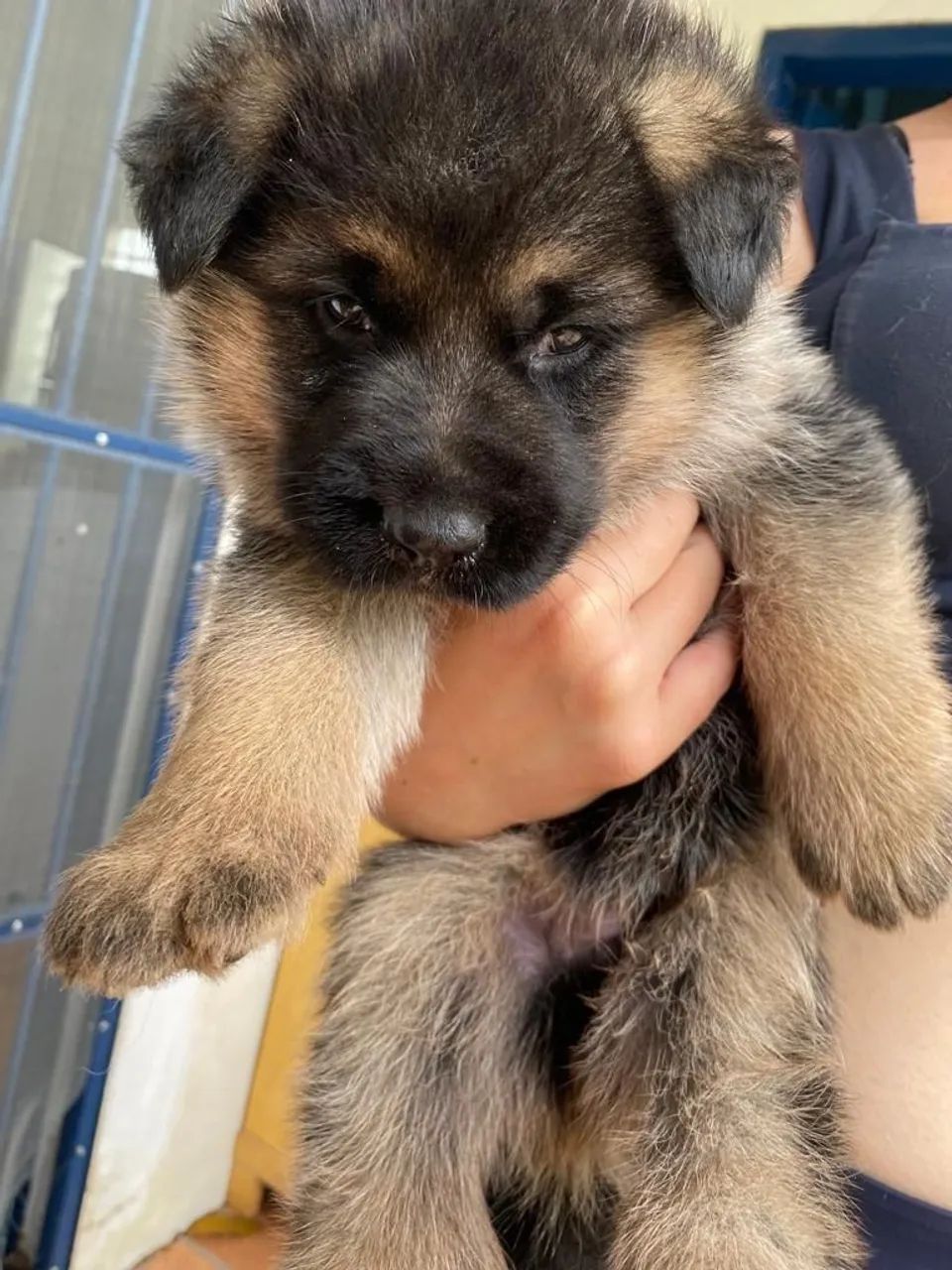 Pastor Alemão  - Foto 2