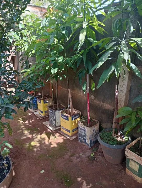 Vende se Mudas vários tipos.  - Foto 5