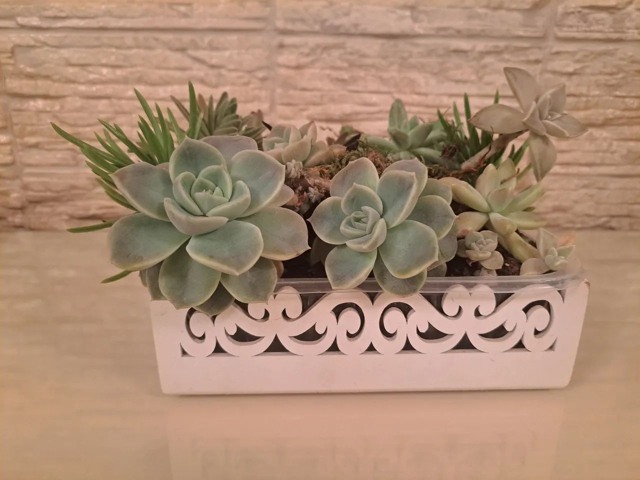 Arranjo de Suculentas em Vaso Decorativo