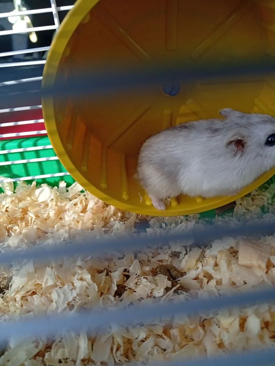 Hamster anão russo64672878202883124