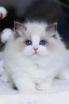 Ragdoll Filhotes  - Foto 3