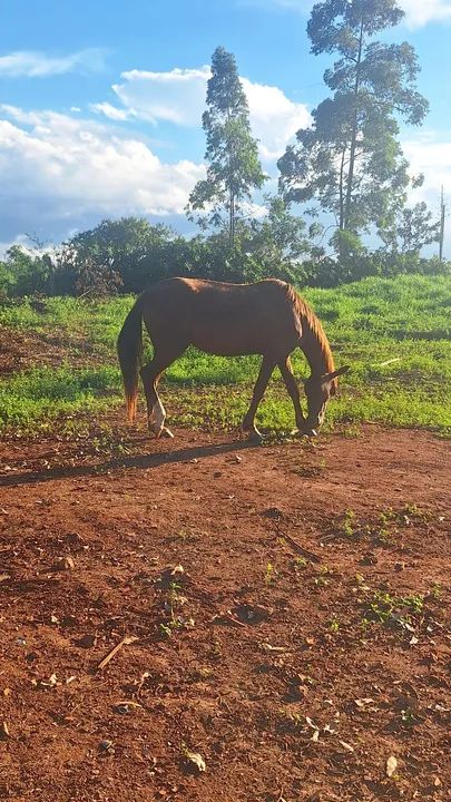 Égua mestiça Quarto de Milha