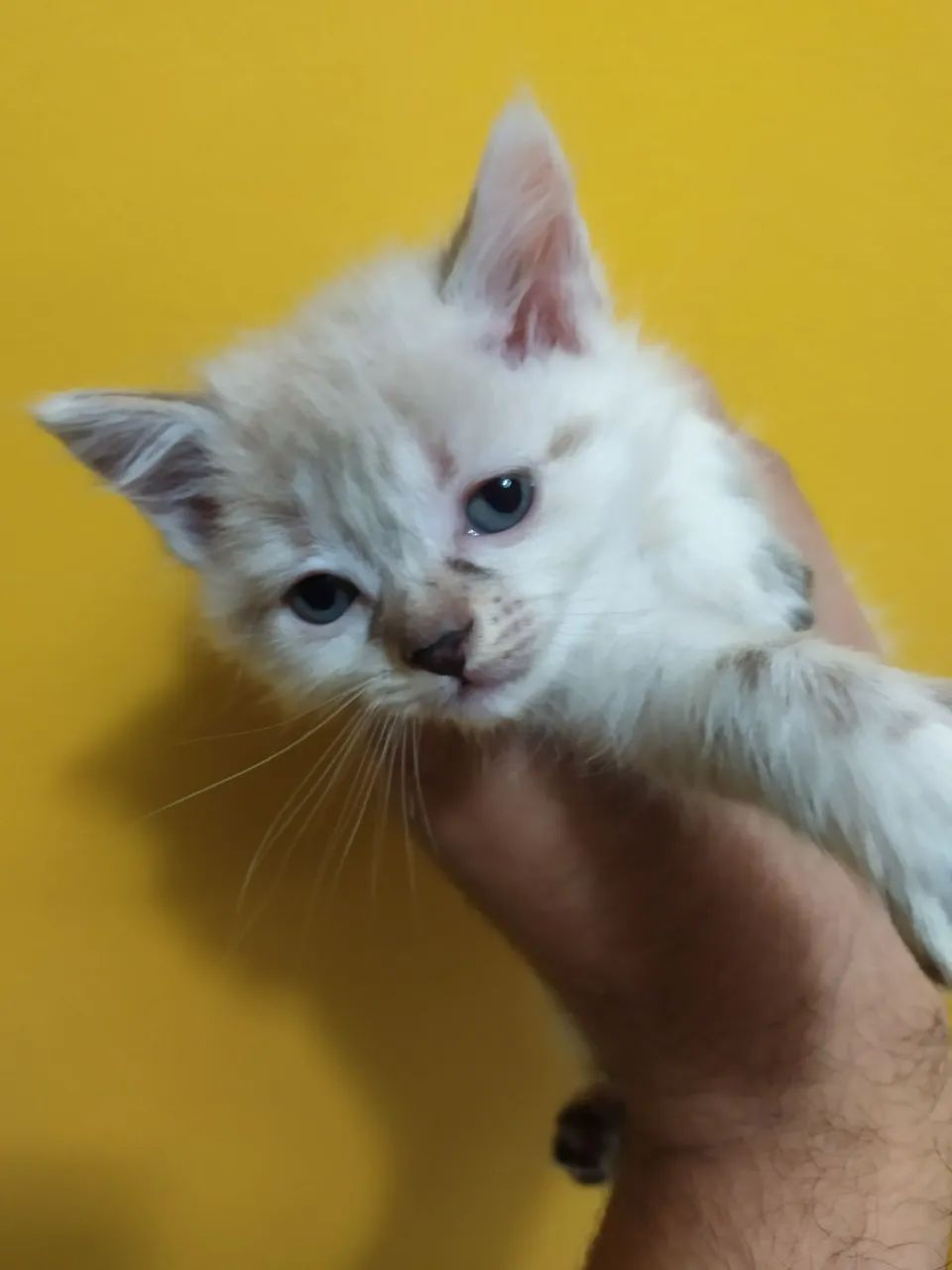 Doação de felinos - Foto 4