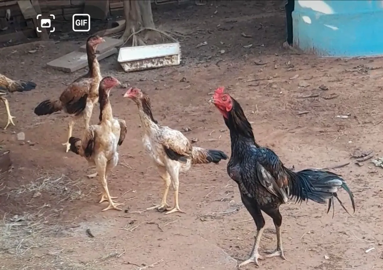 Frangas indias