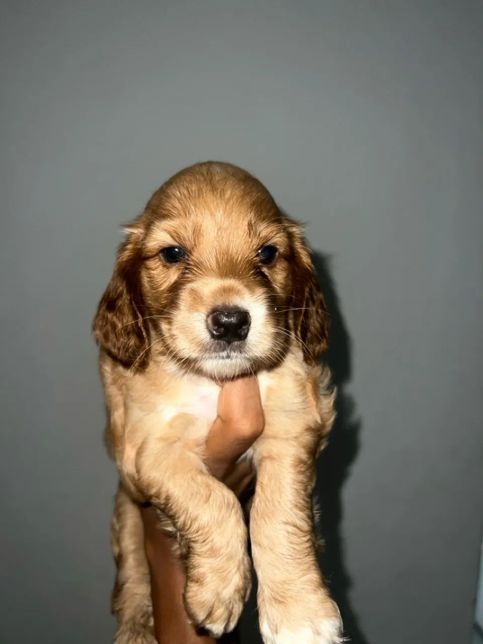 Filhote de Cocker Spaniel Inglês - Foto 3
