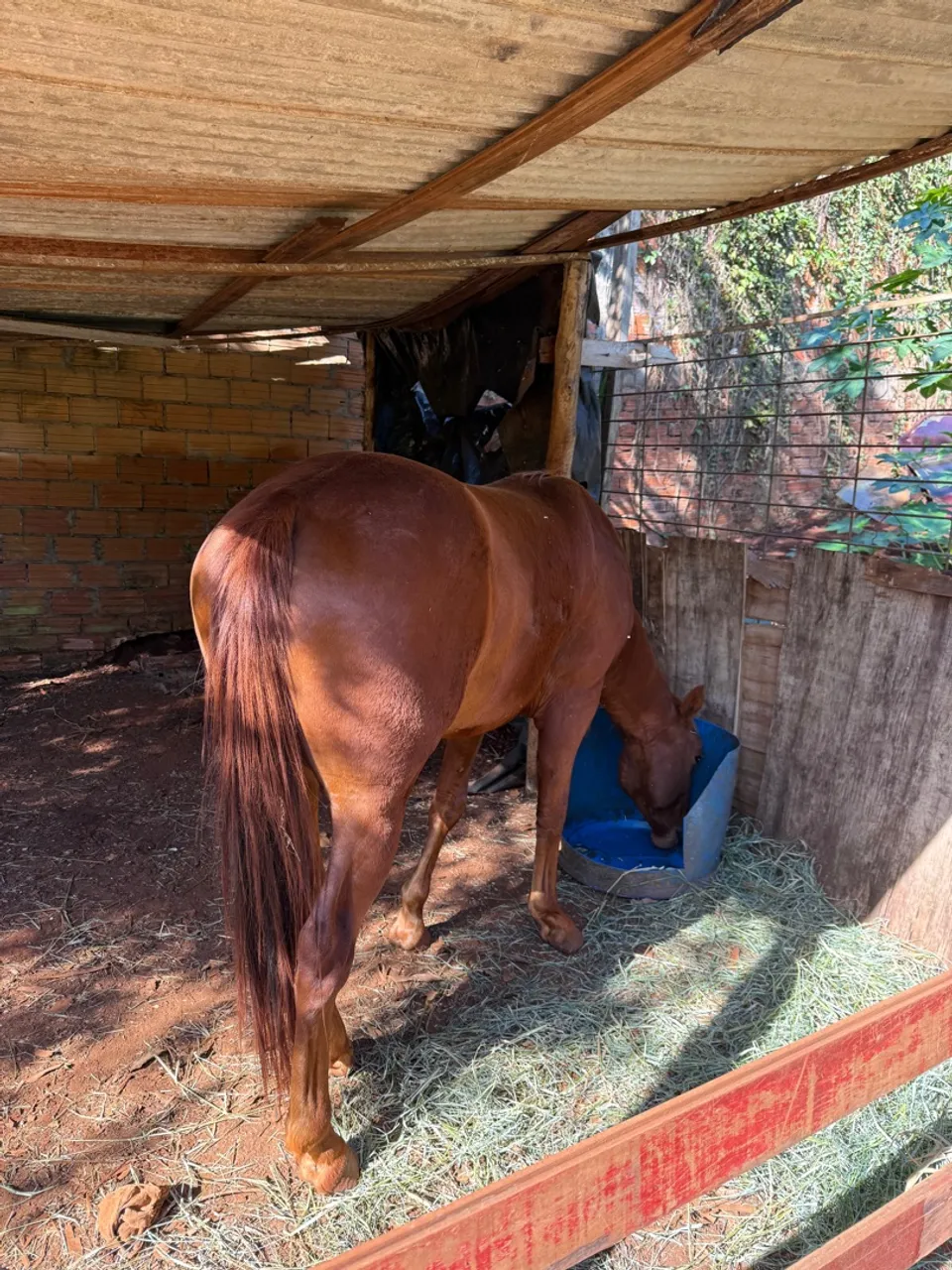 Cavalo para venda