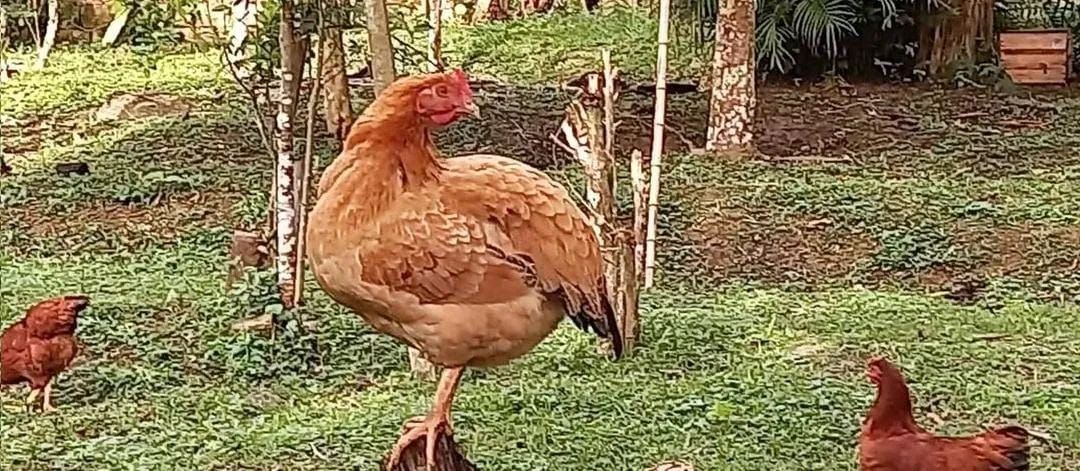 Galinhas, frangas, frangos e galos  para venda - Foto 2