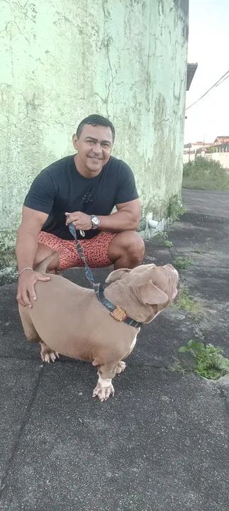 American Bully disponível para cruzamento  - Foto 4