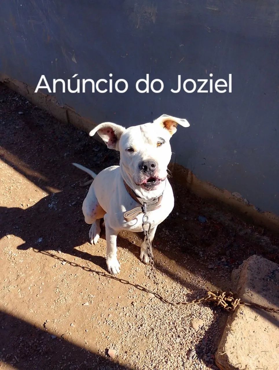 Doa-se Dogo Argentino Adulto com 5 anos - Foto 4