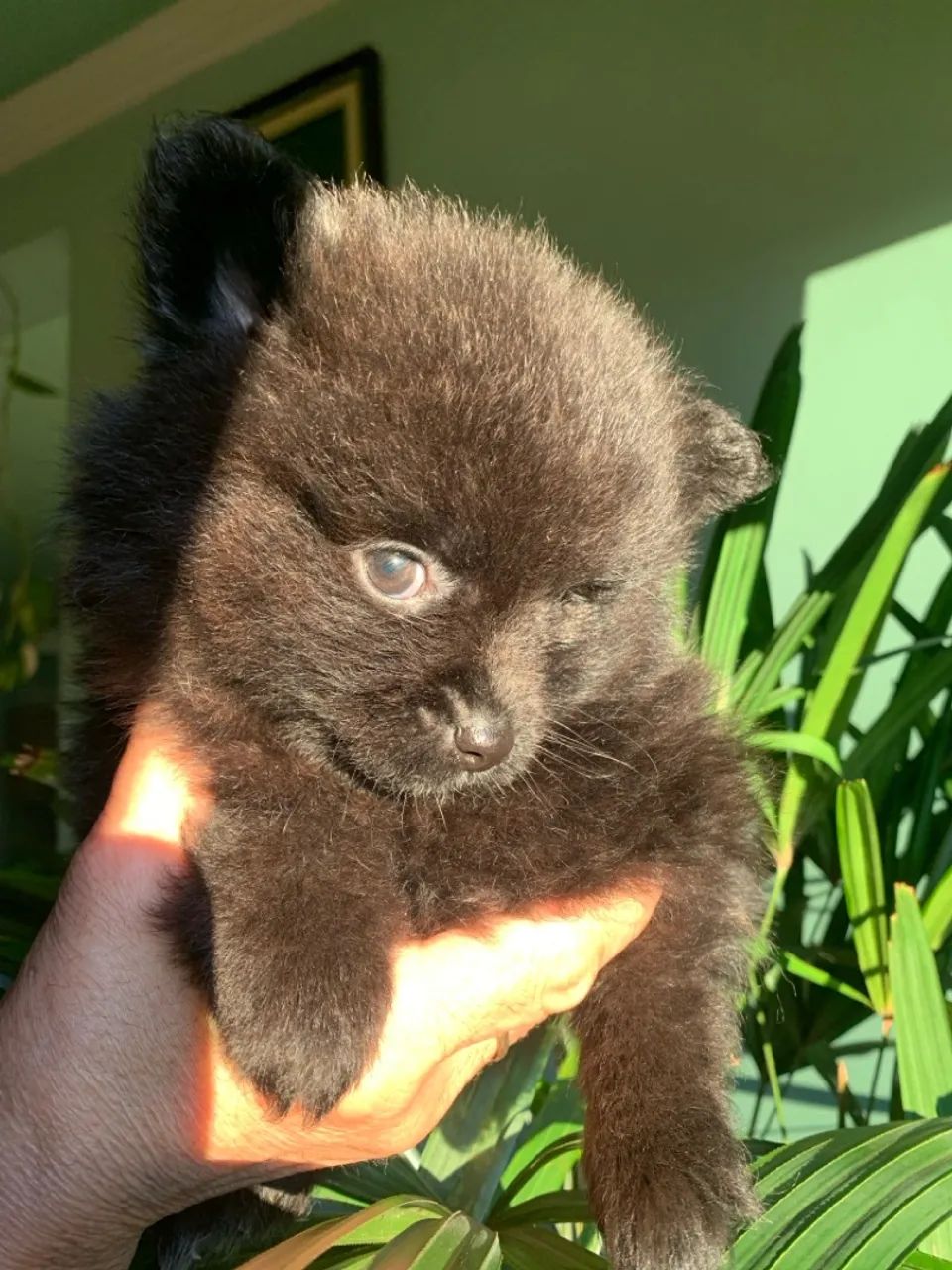Filhotes de Lulu da Pomerania- Pelagem pelúcia 