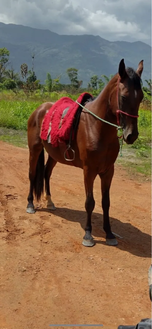 Cavalo de Lida - 3 Anos - Manso e de Linhagem Pura
