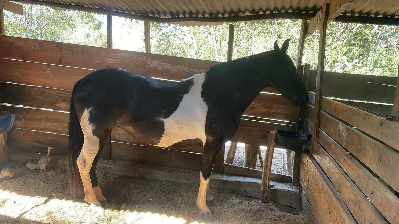 Égua pampa de preto MM - Foto 2