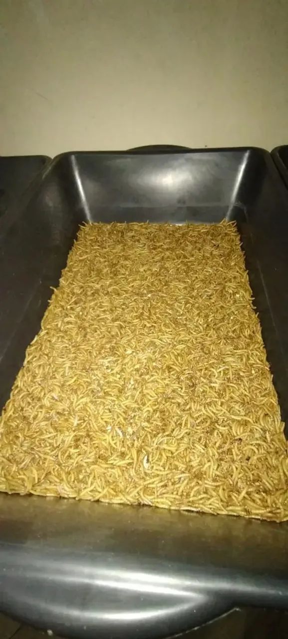 Tenébrios molitor64276689077891122