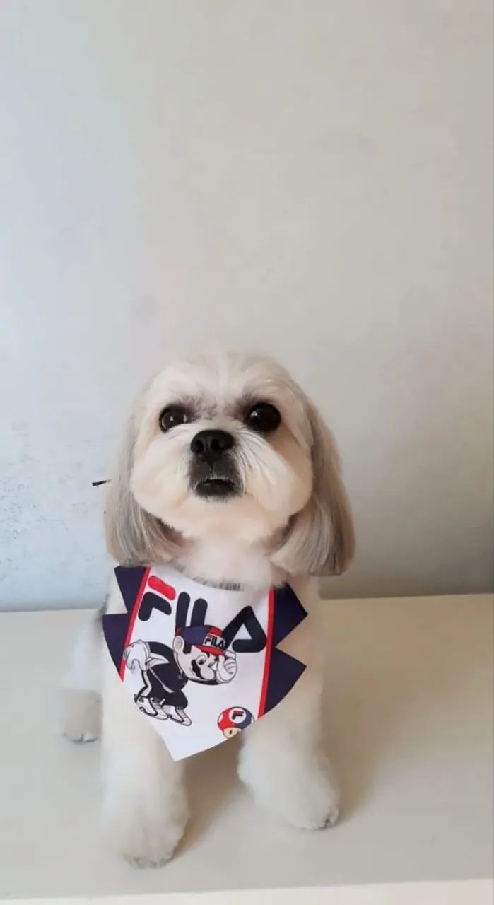 Procuro namorada lhasa