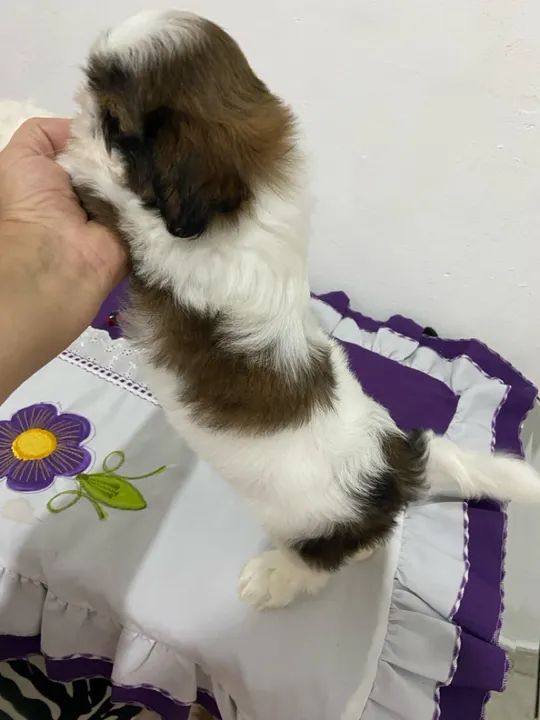 Filhote de shiatsu a venda - Foto 5