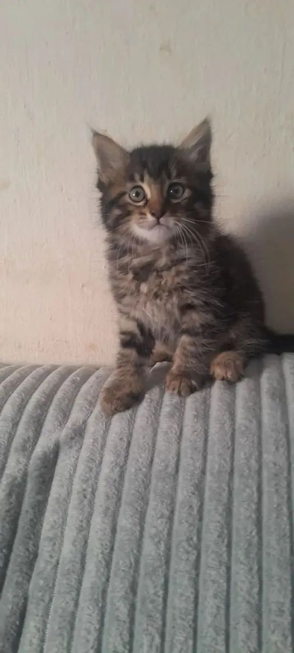 Angorá turco filhote 