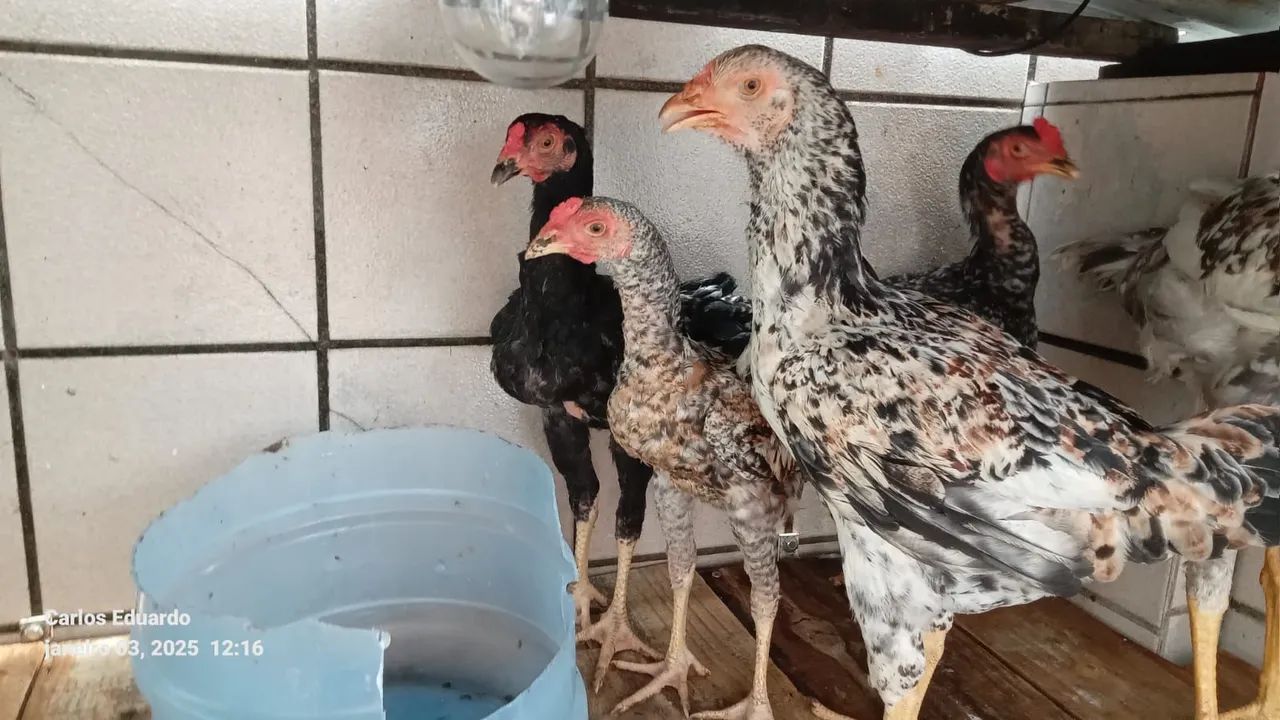 Frangos caipira - Foto 6