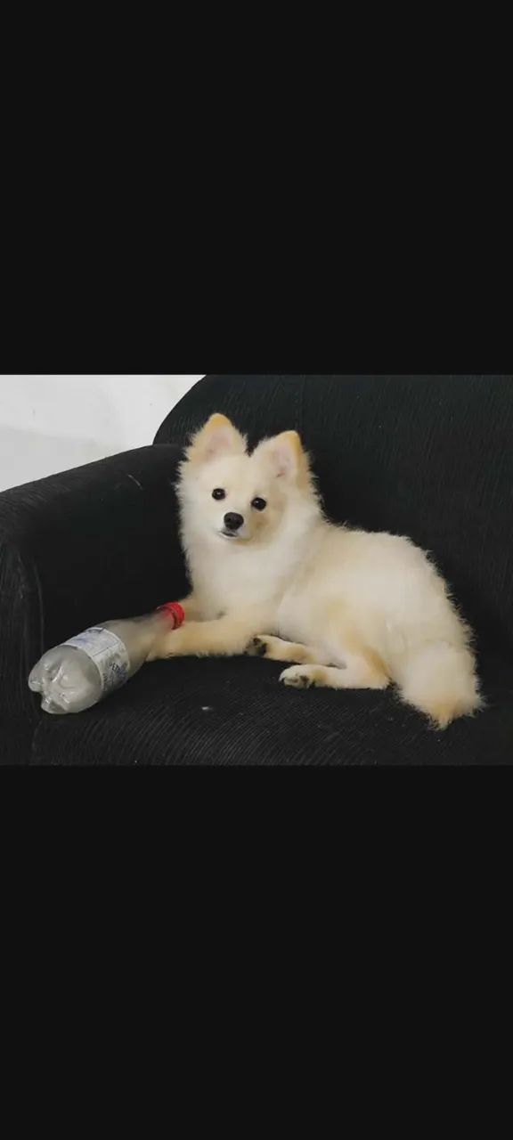 Spitz alemão