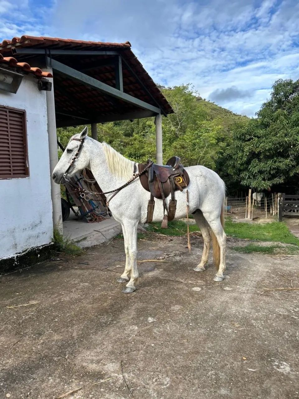 Lindo Cavalo Mangalarga Marchador castrado - Animais para agropecuária - St  H Arniqueiras, Brasília 1467319768 | OLX