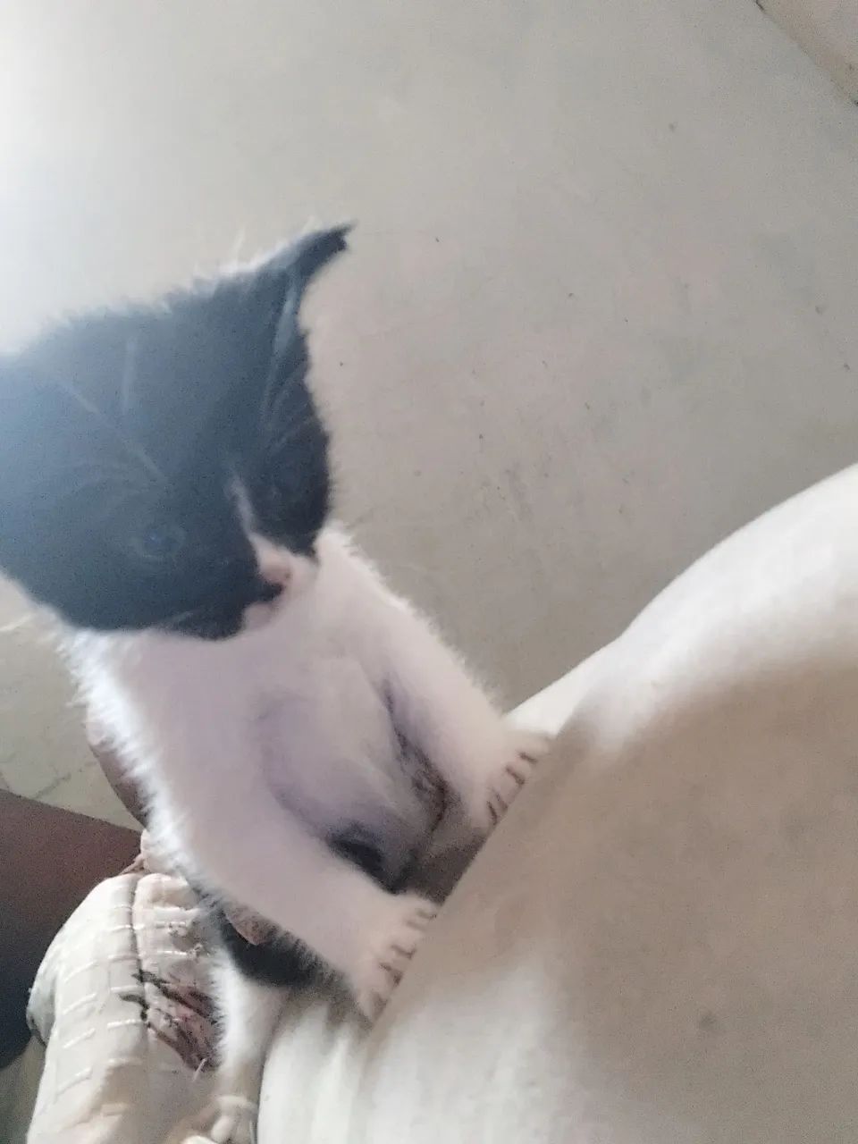 Gatinha fragola 2 meses